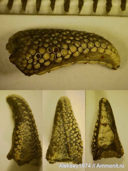 раки, Верхоречье, Hoploparia, верхний валанжин