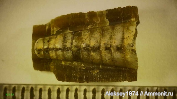 белемниты, фрагмоконы, Крым