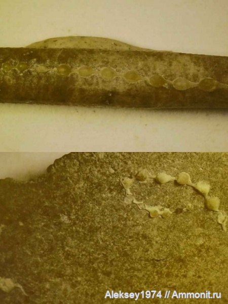 мел, фораминиферы, Крым