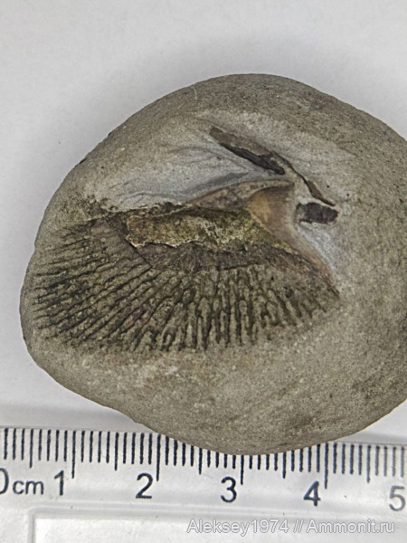 триас, Benthosuchus, лабиринтодонты, Тихвинское