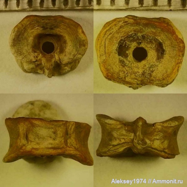 позвоночные, нижний мел, Крым, апт, Верхоречье