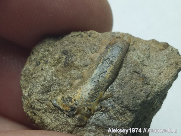 раки, Крым, валанжин, Верхоречье