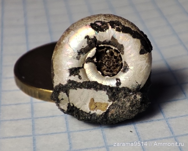 аммониты, Фили, верхняя юра