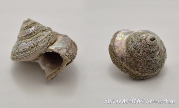 Пески, Bathrotomaria, брюхоногие моллюски, беспозвоночные