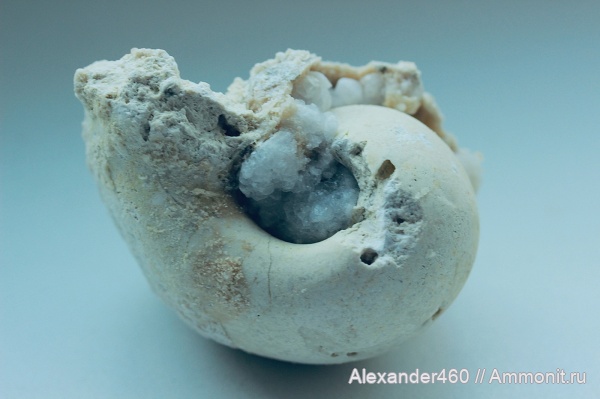 гастроподы, карбон, Пески, палеозой, беллерофоны