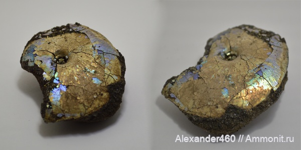 аммониты, юра, мезозой, Garniericeras catenulatum