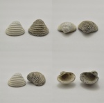 Створки Trautscholdia Створки Trautscholdia