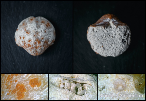 брахиоподы