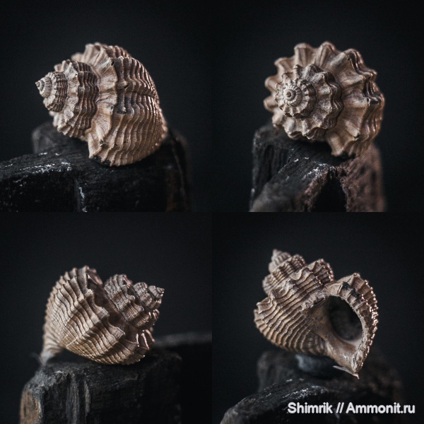 гастроподы, Purpurina, purpurina plicata