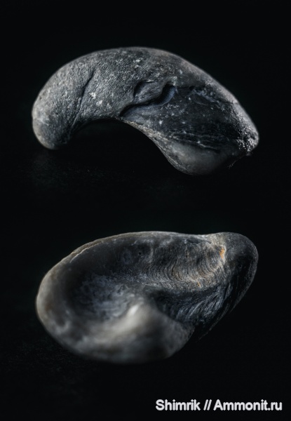 двустворчатые моллюски, Gryphaea