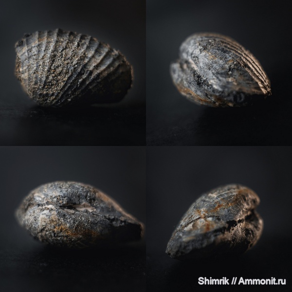моллюски, двустворчатые моллюски, Pholadomya, Pholadomya mutabilis