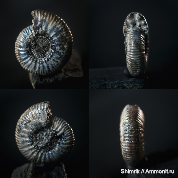 аммониты, Craspedites, Craspedites subditoides, Craspeditidae