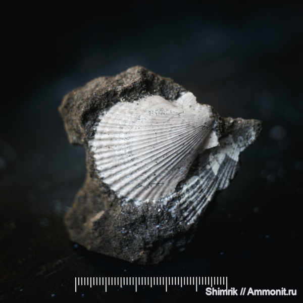 Михайлов, келловей, Chlamys, гребешки, Oxytoma, Oxytoma expansa