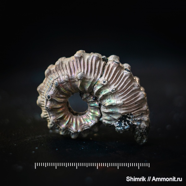 Kosmoceras, келловей, Kosmoceras gemmatum