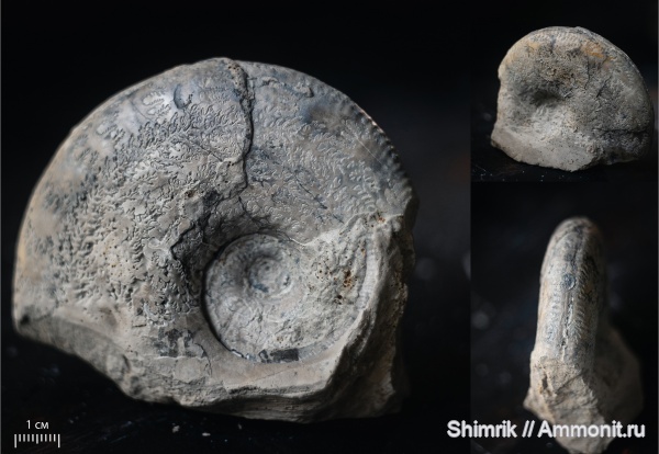 аммониты, Kosmoceras, келловей, мергель, Sublunuloceras