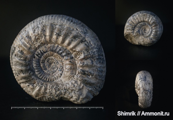 аммониты, келловей, Choffatia, Ammonites, Callovian