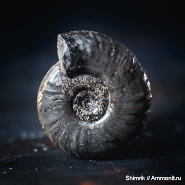 аммониты, триас, Owenites, Owenites koeneni