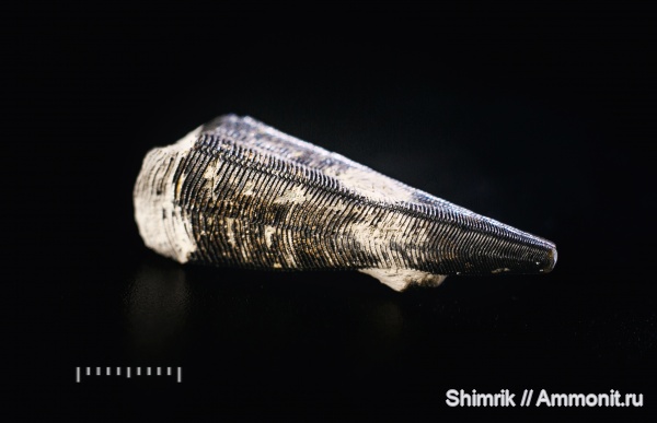 конулярии, Holoconularia