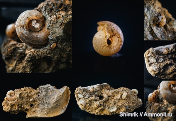 карбон, наутилусы, Goniatitida, Ammonoidea, Nautilida, гониатиты, Catastroboceras