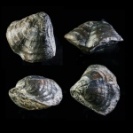 брахиопода на определение - Athyris?