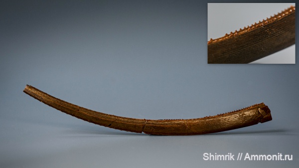 рыбы, нижний карбон, шипы