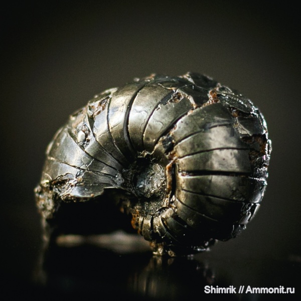 карбон, наутилусы, Liroceras, Nautilida