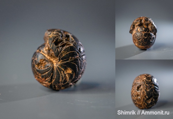 Devonian, Goniatitida, аммоноидеи, гониатиты, Progoniatites, Progoniatites maghribensis