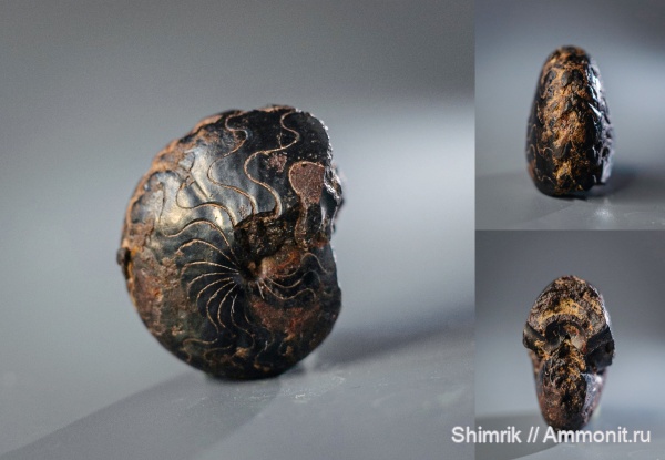 Devonian, Goniatitida, аммоноидеи