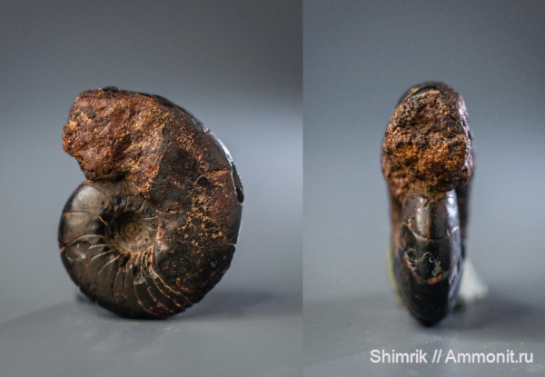 Devonian, аммоноидеи, Clymeniida, Platyclymenia, климениида