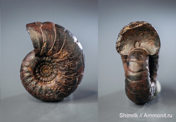 Devonian, Clymeniida, климениида