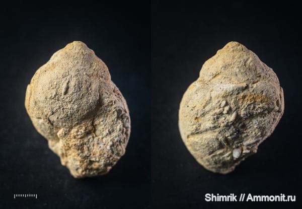 гастроподы, Strobeus, carbon