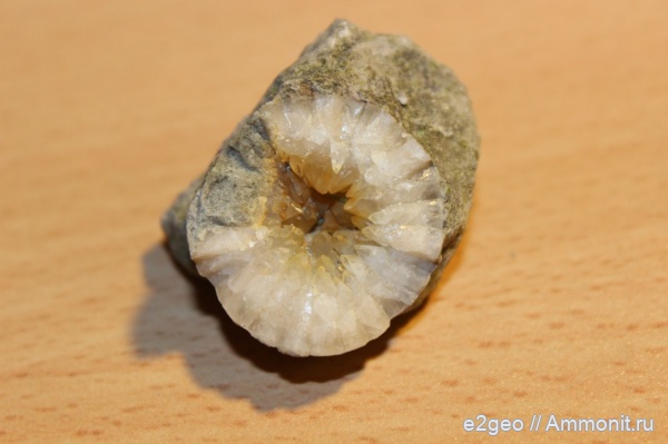 ордовик, цистоидеи, морские пузыри