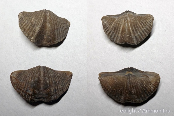 Spiriferida, Mucrospirifer