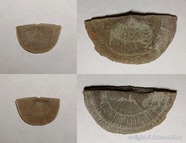 Billingsellida, Raunites