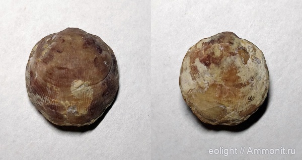 Atrypida, Variatrypa