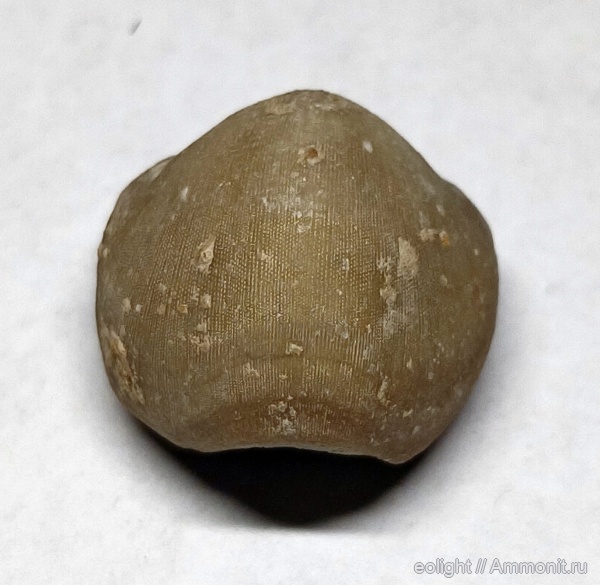 Porambonites, Pentamerida