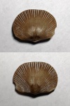 Cyrtonotella semicircularis (?)
