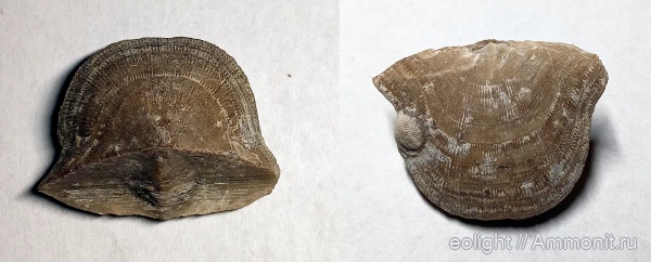 Billingsellida, clinambon