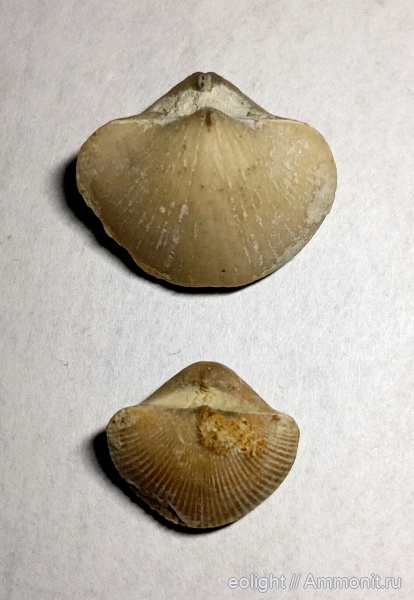 Choristites, Theodossia, Spiriferida