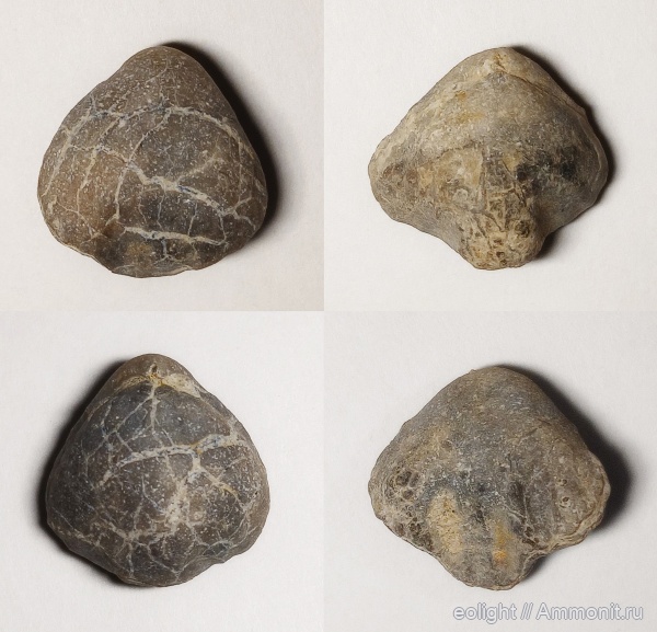 Stenoscisma, Rhynchonellida