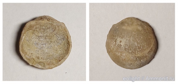 Productida, Globiella hemispaerium