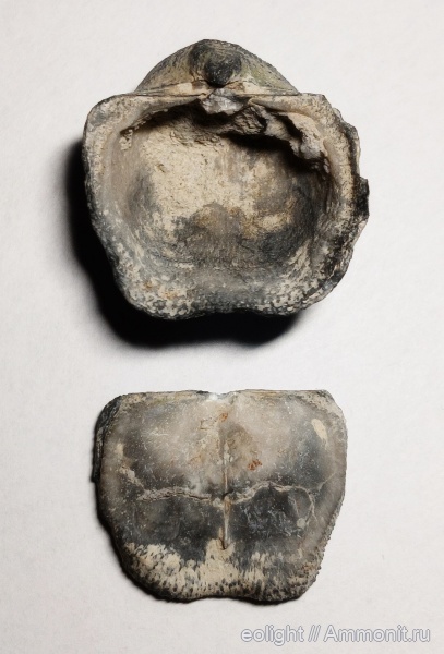 Productida, Aulosteges