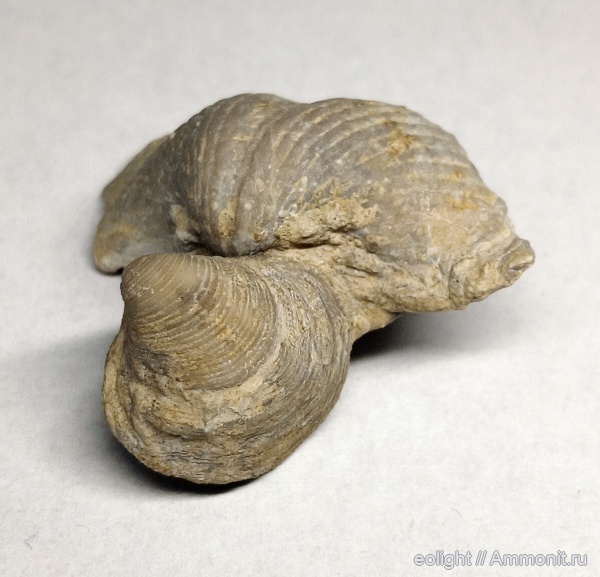 казанский ярус, Cleiothyridina pectinifera