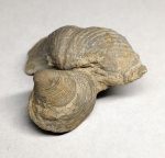 Cleiothyridina pectinifera