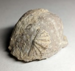 Odontospirifer subcristatus