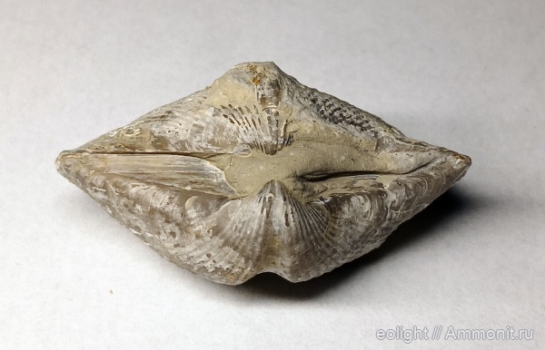 Licharewia, казанский ярус