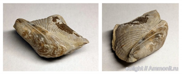 казанский ярус, bivalvia