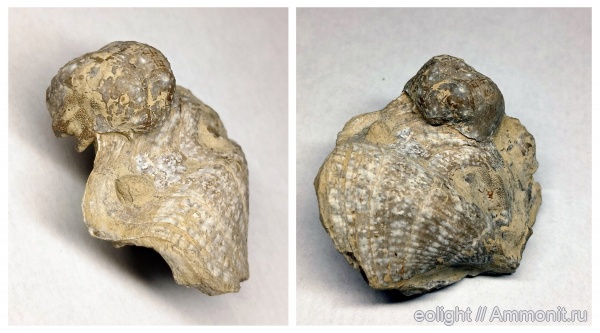 казанский ярус, Aulosteges