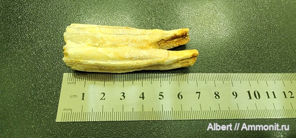 Премоляр лошади?