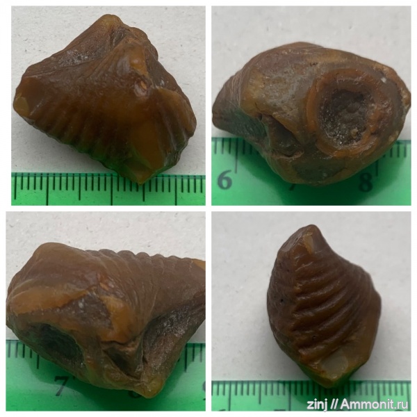 брахиоподы, карбон, плеченогие, Spiriferida, ручной аппарат, Angiospirifer, Выселки